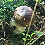 Lejlighed Apartma Anja Zgornje Gorje