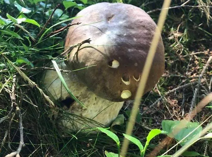 Апартаменты Apartma Anja Згорнье-Горье